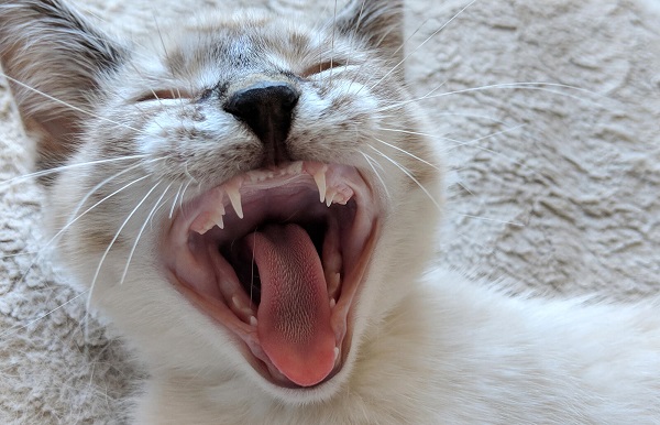 do cats lose teeth
