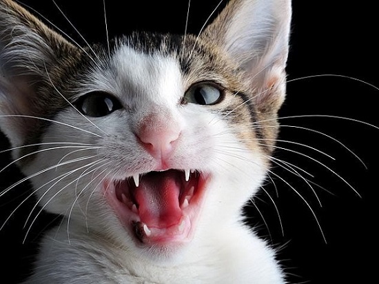 do cats regrow teeth