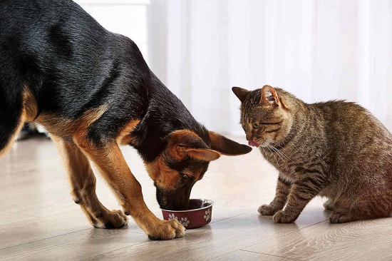 dog eating cat food