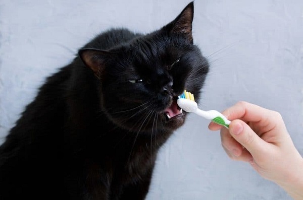 enzymatic toothpaste for cats
