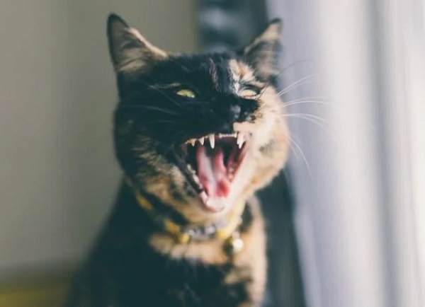 facts about cat teeth