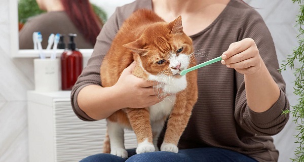 homemade cat toothpaste