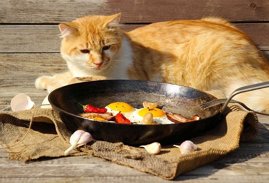 homemade food for cats with no teeth