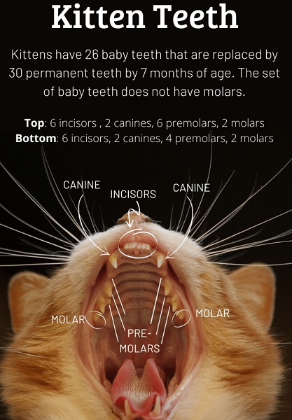 how many teeth do cats have diagram