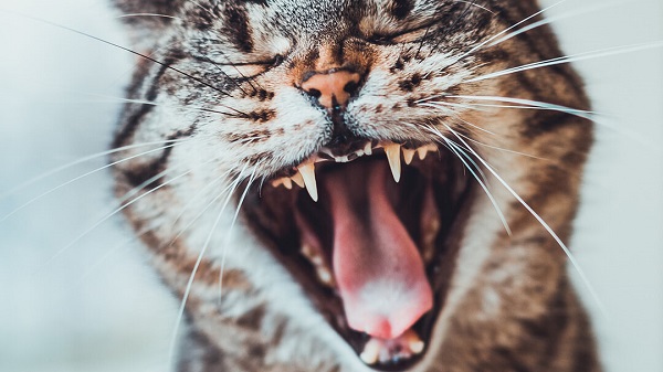 how many teeth do cats have