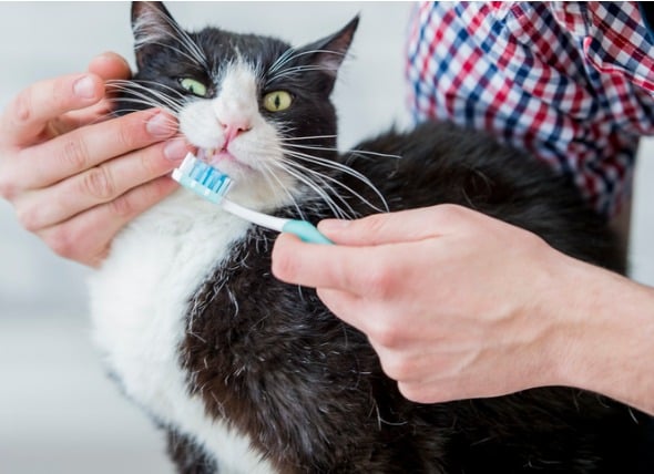 how often should you brush your cat's teeth