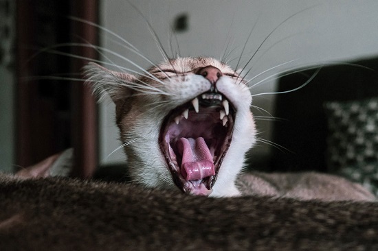 how to keep your cat's teeth clean without brushing