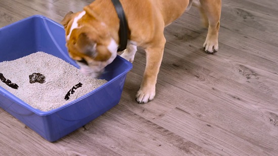 how to keep dog out of litter box