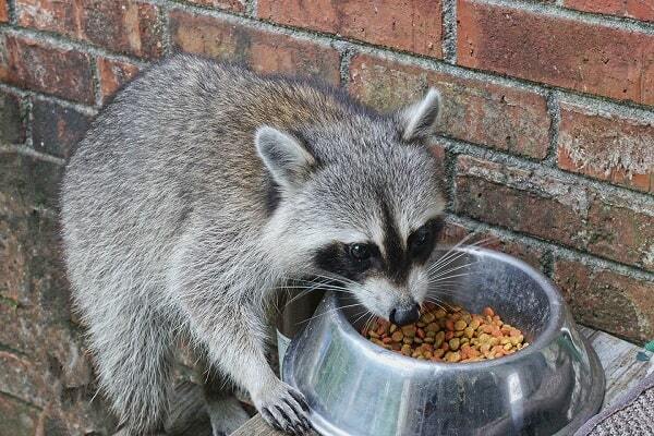 how to keep raccoons out of cat food