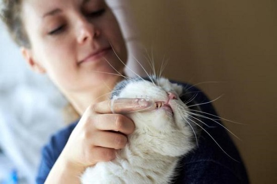 important ingredients in cat toothpaste