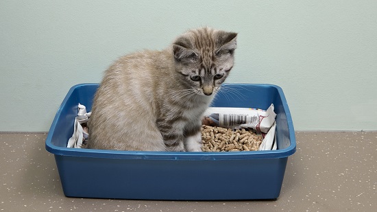 keep dogs out of litter box