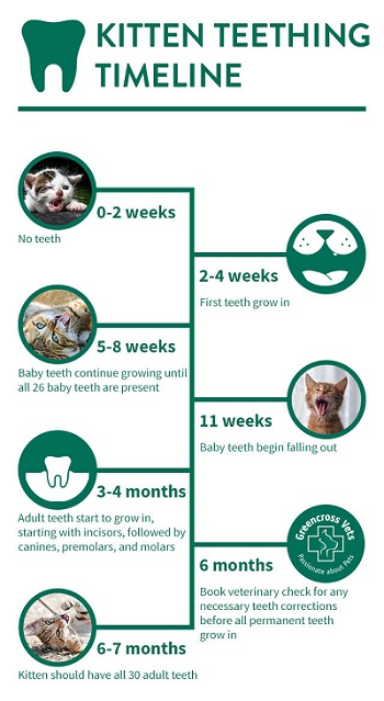 kitten teething chart