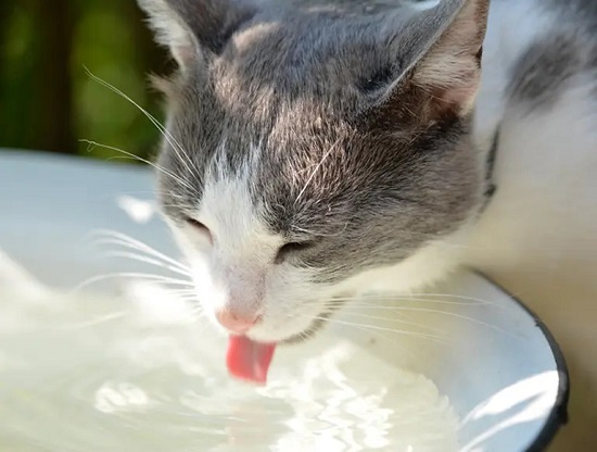 make cat drink water