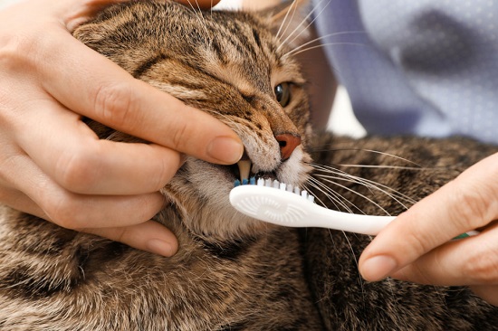 natural cat toothpaste