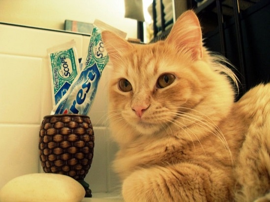 natural feline toothpaste