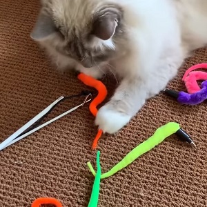 Pet Fit for Life Squiggly Worm Wand