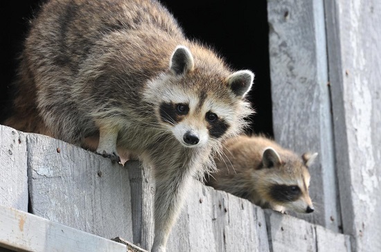 raccoon stealing cat food