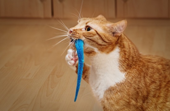 stop cat grinding teeth when eating