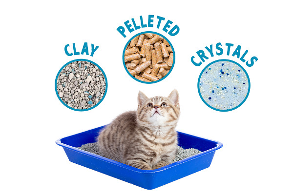 types of cat litter