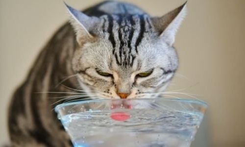 water for cat with no teeth