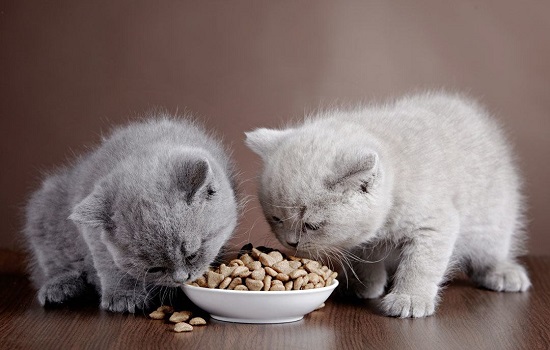 when can kittens eat cat food