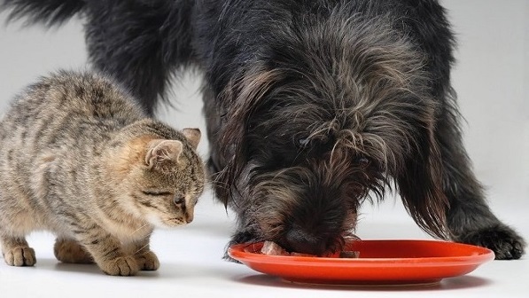 why is cat food bad for dogs