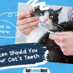 Brush Your Cat’s Teeth