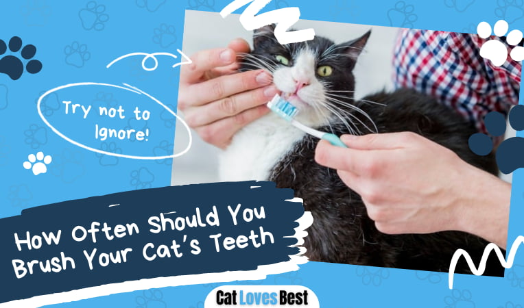 Brush Your Cat’s Teeth