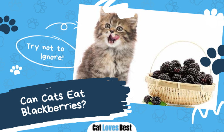 Can Cats Eat Blackberries