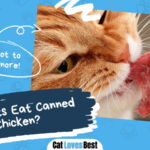 Can Cats Eat Canned Chicken