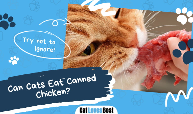 Can Cats Eat Canned Chicken