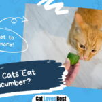 Can Cats Eat Cucumber