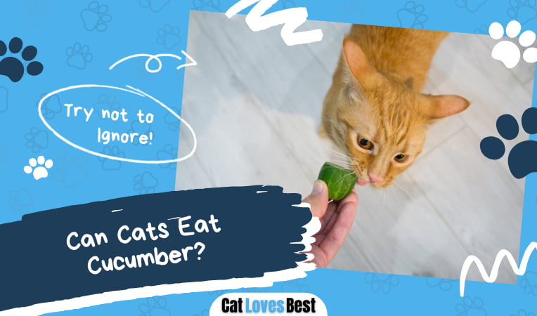 Can Cats Eat Cucumber