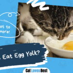 Can Cats Eat Egg Yolk