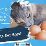 Can Cats Eat Eggs