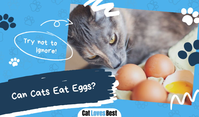 Can Cats Eat Eggs