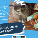 Can Cats Eat Hard-Boiled Eggs