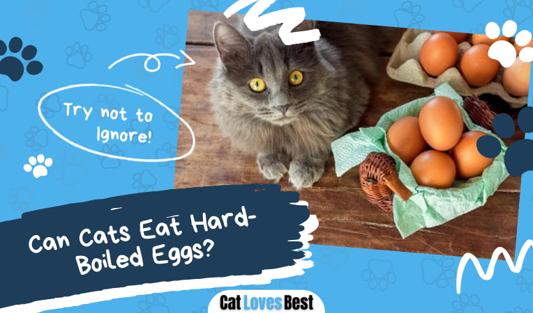 Can Cats Eat Hard-Boiled Eggs