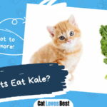 Can Cats Eat Kale