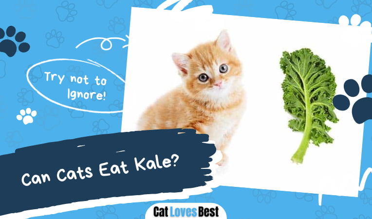 Can Cats Eat Kale