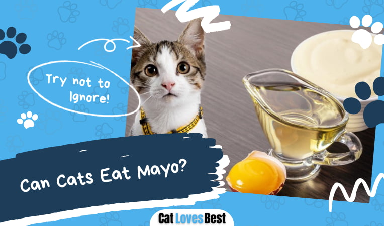 Can Cats Eat Mayo