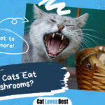 Can Cats Eat Mushrooms