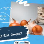 Can Cats Eat Onions