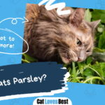 Can Cats Eat Parsley