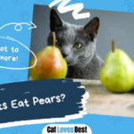 Can Cats Eat Pears