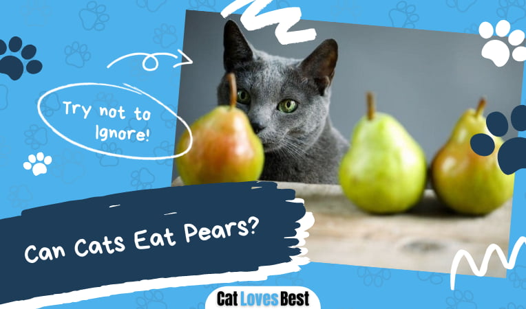 Can Cats Eat Pears