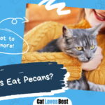 Can Cats Eat Pecans