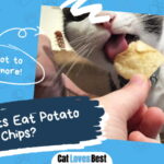 Can Cats Eat Potato Chips