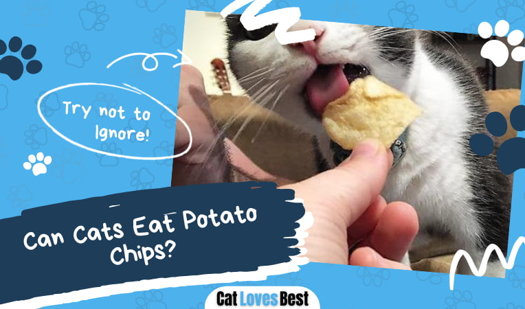Can Cats Eat Potato Chips