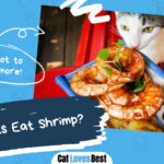 Can Cats Eat Shrimp